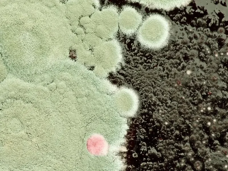 Mold-Illness-600×800 Mold